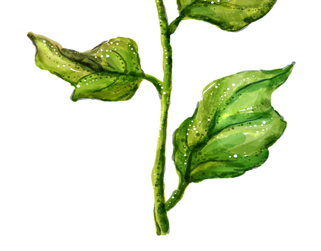手绘葵花元素