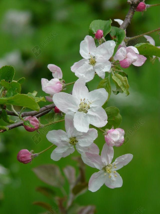 苹果花 芽 鲜花 苹果树 白 开花 盛开 粉红色 树 科