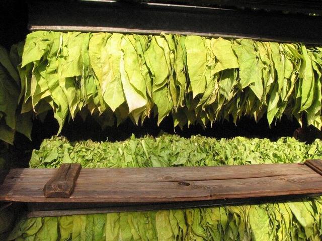 烟草 烟草叶片 烟草严重 读取