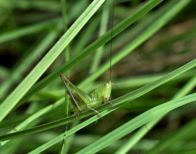 蝗虫 蚂 草甸蝈蝈若虫 女神 伪装 料斗 关闭了 昆虫