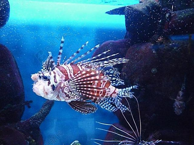 鱼 不寻常 红狮子鱼 毒蛇 颜色 海底世界 水族馆 动物园