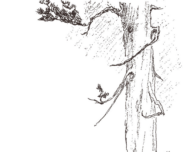 素描古树燕子石头