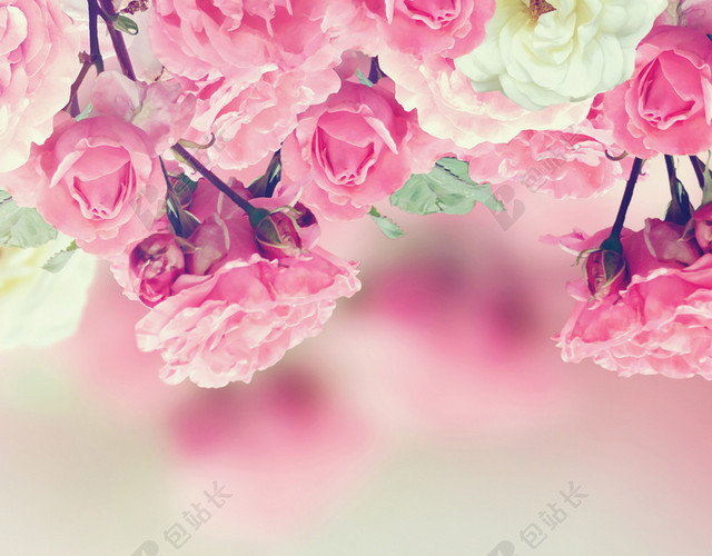 玫瑰花背景展板