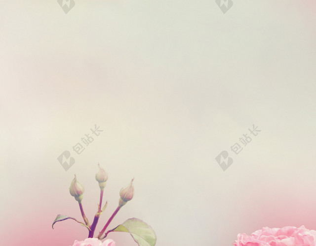 玫瑰花背景展板