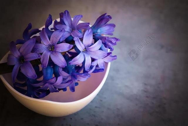 紫色植物纹理紫色的鲜花背景图片