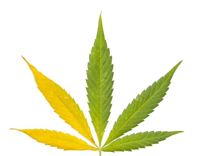 印度大麻