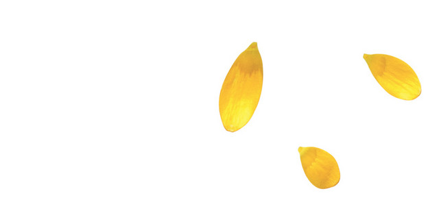飘落的黄色花瓣雨