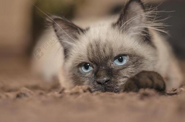 棕色广告呆萌小猫趴着宣传背景图片
