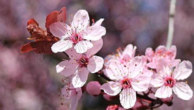 杏仁花 杏仁树 春天 粉红色 盛开 开花枝 性质 鲜花