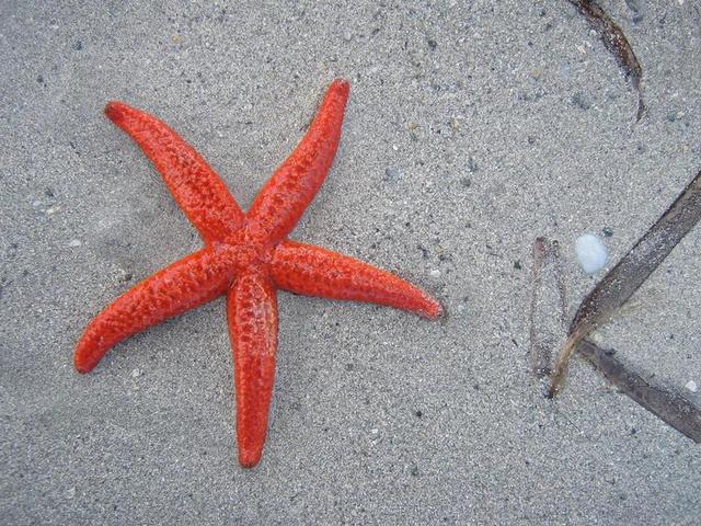 海星 海滩 沙 海 海洋生物 红色 对比 关闭 生物