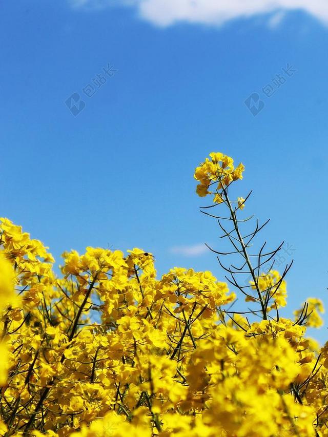 油菜 油菜籽场 作物 黄色 开花 厂 景观 春天 字段