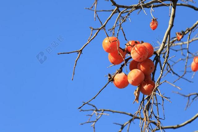 甜柿 茄子 水果 收获 柿子 天空 木材 大自然