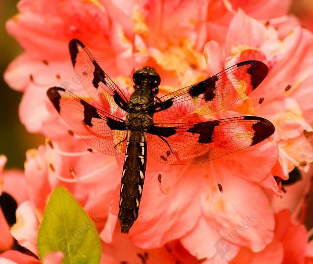 布朗蜻蜓 PLATHEMIS LYDICO 昆虫 翼 野生动物