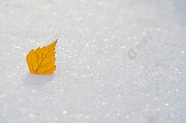黄色 叶 雪 季节 冬天 冻结 白 冰 自然 特写