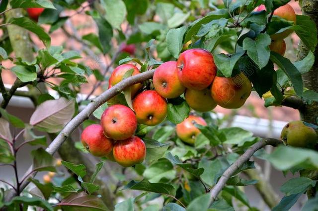 苹果 苹果树 水果 收获 波姆水果 红色 弗里施 食品