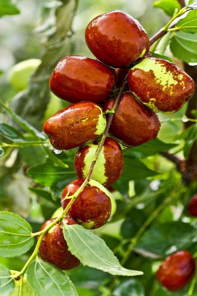 红枣 食品 FRUIT青枣 日期树 健 吃 天性 丰收