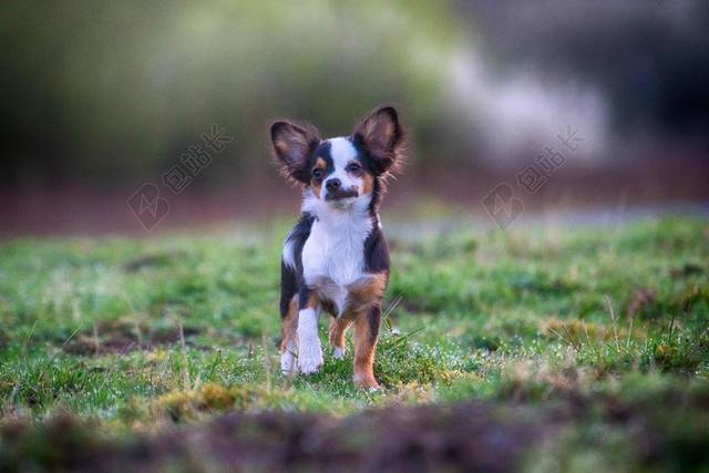 狗 出 注意 宠物 HUNDEPORTRAIT 性质 纯种狗