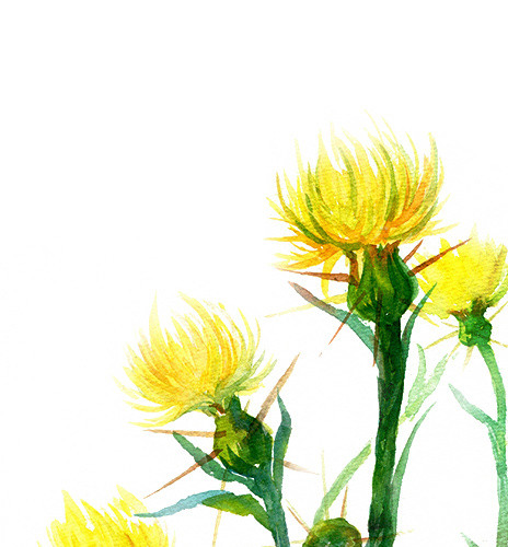 手绘花卉 手绘花卉