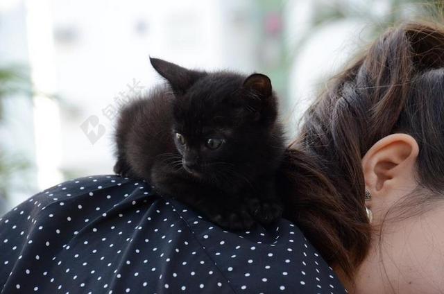 黑色广告诙谐小猫爬在人身上宣传背景图片