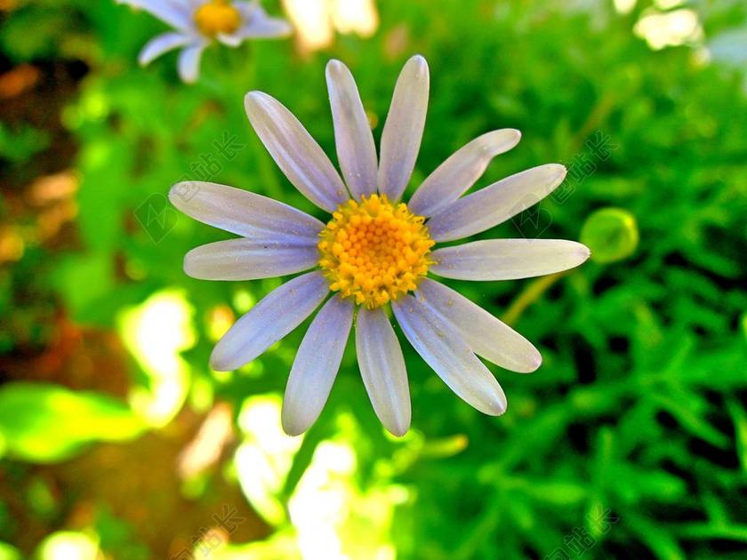 花 白 野生花卉 夏天 厂 性质 白色的花 白花 花草甸