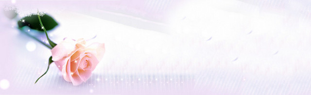 爱情温馨玫瑰花背景BANNER