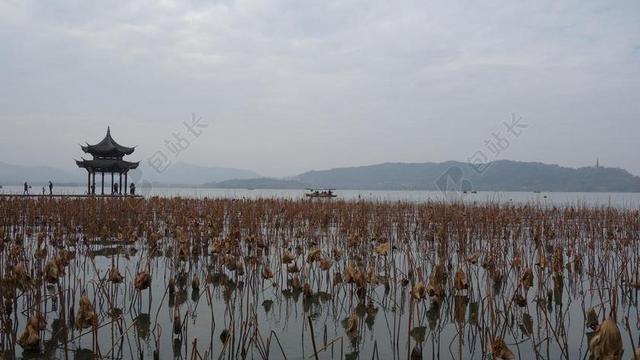 西湖 湖面 莲叶