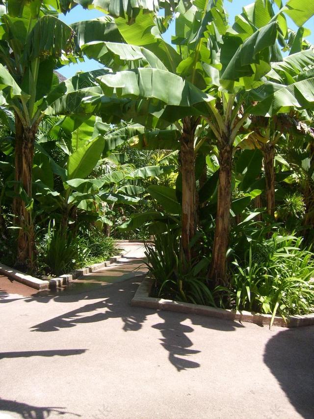 香蕉种植园 香蕉 路径 自然 叶 树