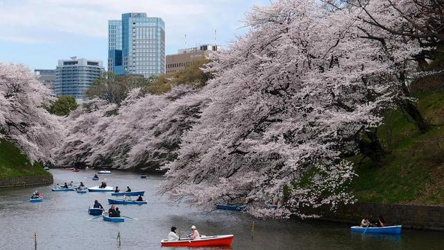 船 樱花 公园 河 春 东京