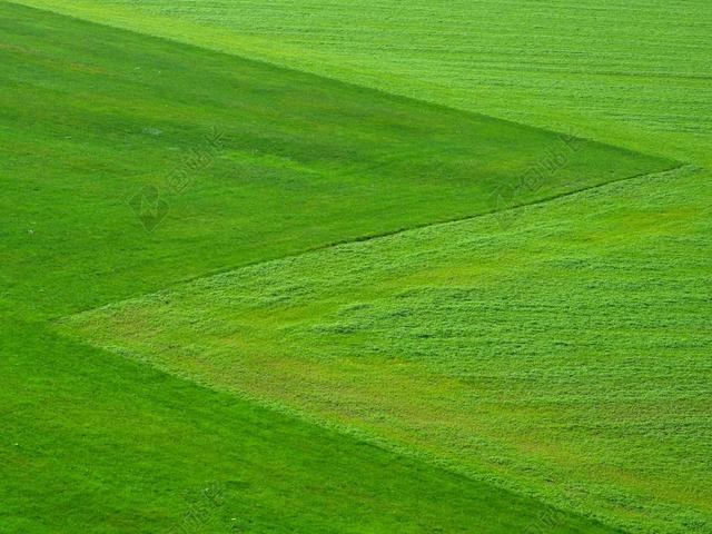 草地 绿色 草 性质 景观 广场