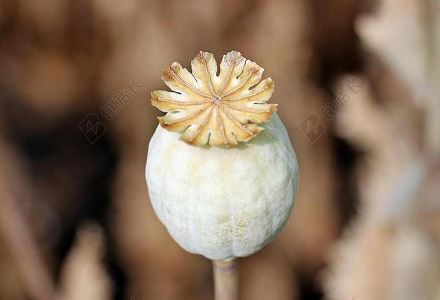 罂粟 罂粟对接 厂 花 性质 MOHNGEWAECHS 食品