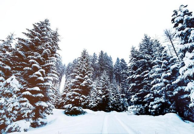 雪 松树 冬天 雪覆盖 常绿 树 自然 季节 景观 景区