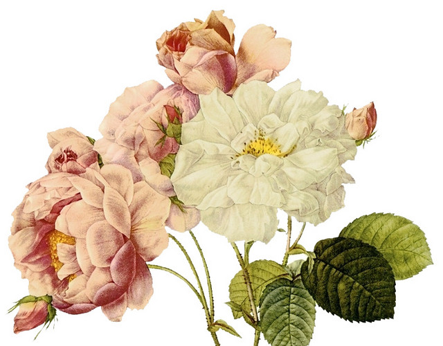 手绘月季花图案