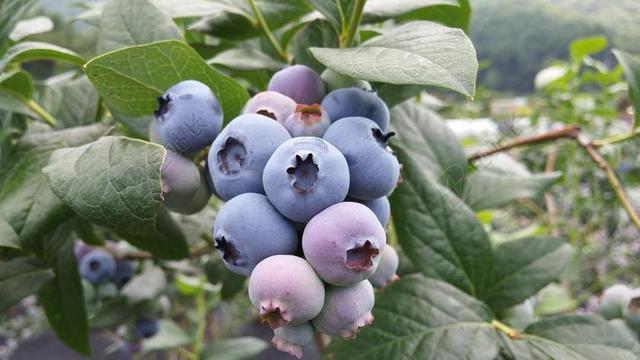 蓝莓 蓝莓果实 紫色水果