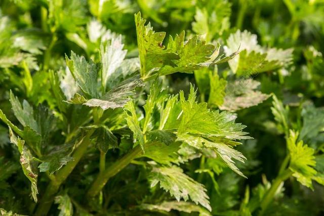 芹菜 蔬菜 农业 新鲜 绿 厂 维他命 调味