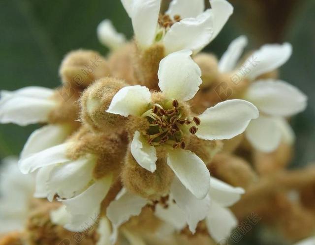 花 树 水果树 枇杷 花瓣
