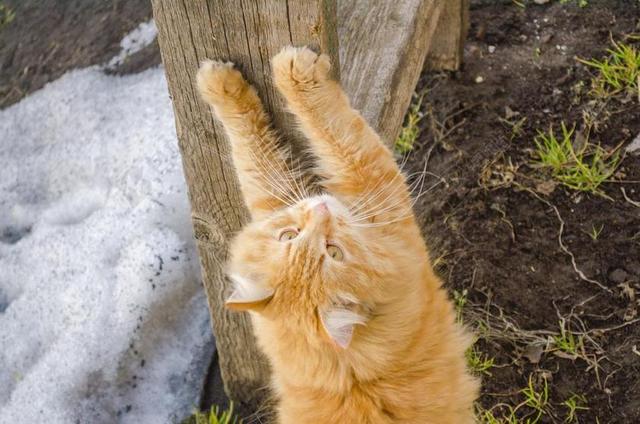 削尖爪 猫 小猫 猫的 基蒂 毛茸茸的 寻找 宠物 动物