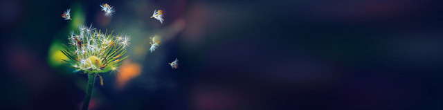 蒲公英BANNER创意设计
