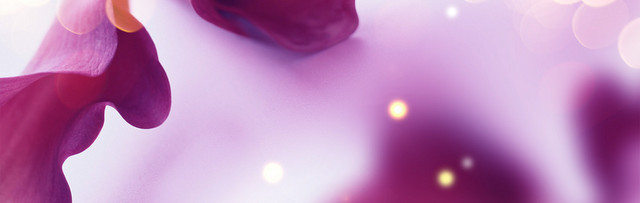 紫色花瓣唯美珠宝背景BANNER