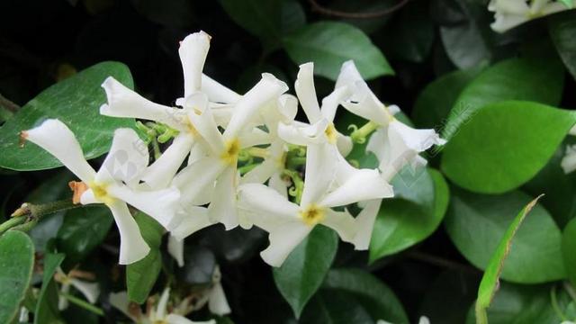 白色花艺清新芬芳茉莉花宣传背景图片