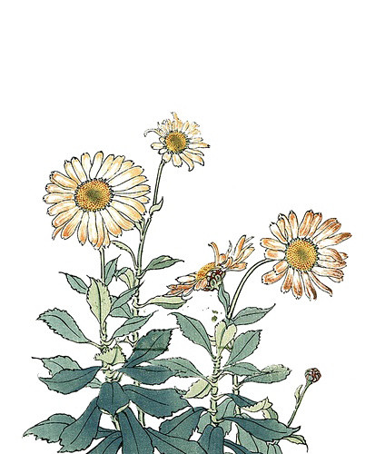 手绘花卉