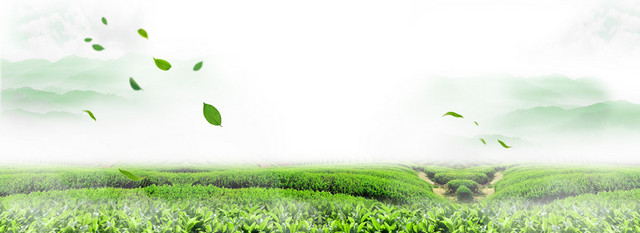 小清新茶叶背景海报BANNER
