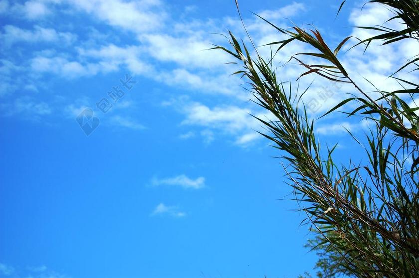 天空 植物 蓝色 夏天 云 微风