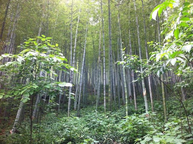 南山 竹林 竹海 春色