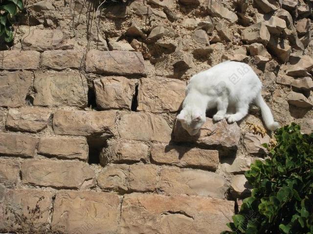 白色广告可爱好奇小猫攀登石头墙宣传背景图片