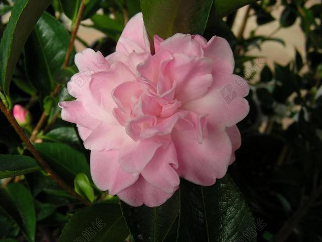 粉红广告唯美山茶花盛开宣传背景图片