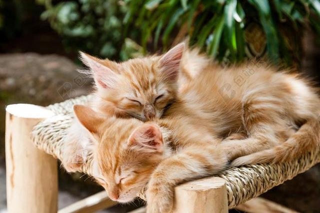 小猫 宠物 睡眠 猫 动物 家养 可爱 基蒂 猫的 年轻