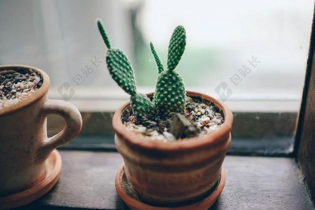 抽象 背景 美丽 蓝色 植物学 棕色 泡沫 仙人掌 清洁