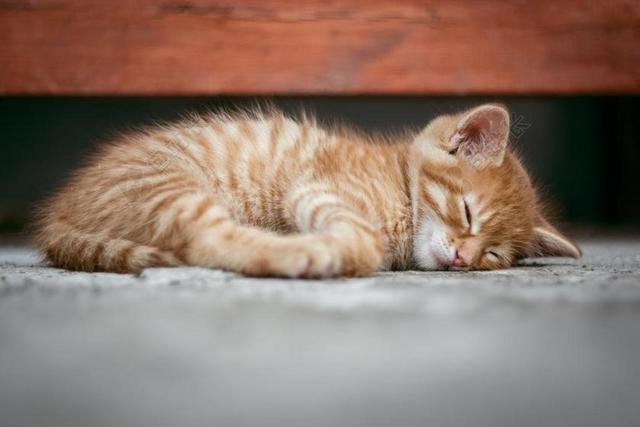 广告可爱黄白条纹小猫睡觉宣传背景图片