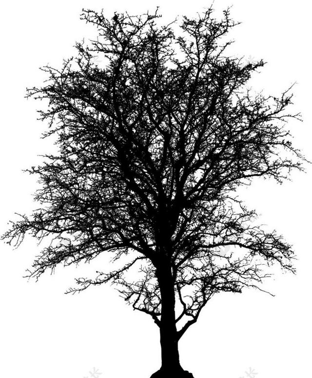 无叶型 树 荒芜 植物 侧影 生态 自然 环境 SVG