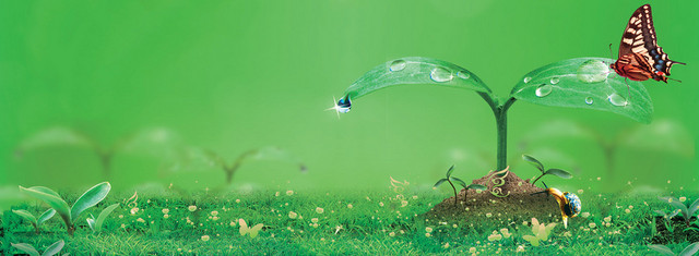 淘宝茶叶清新背景BANNER